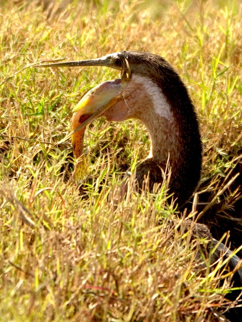 Birdlife Photography