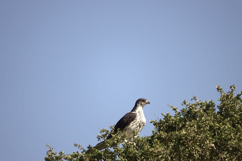 Birdlife Photography