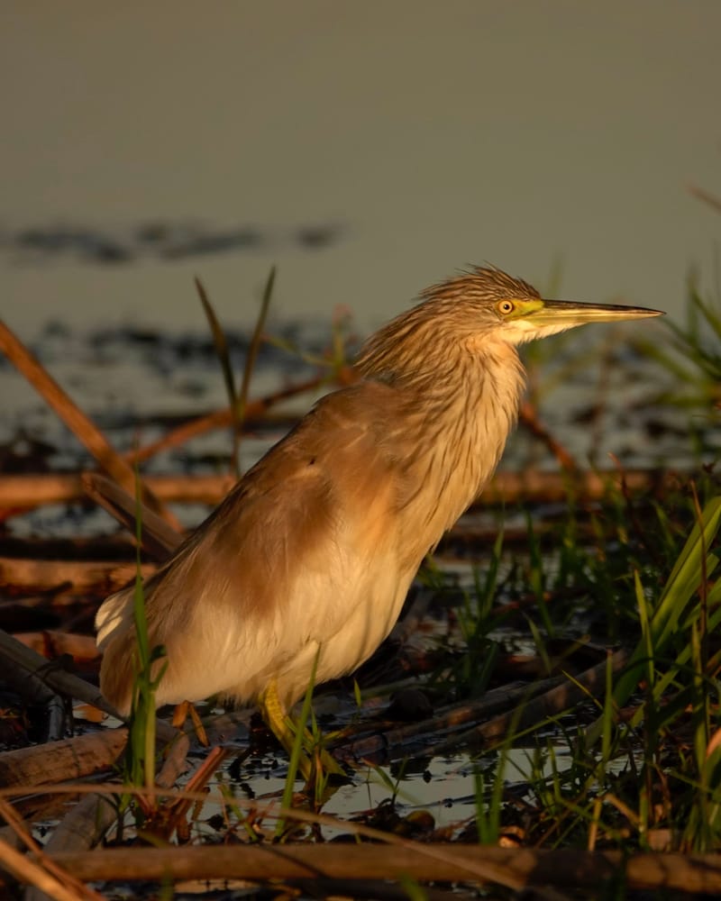 Birdlife Photography