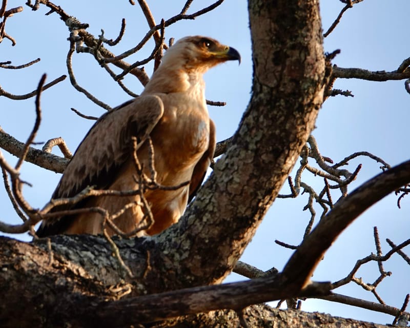Birdlife Photography