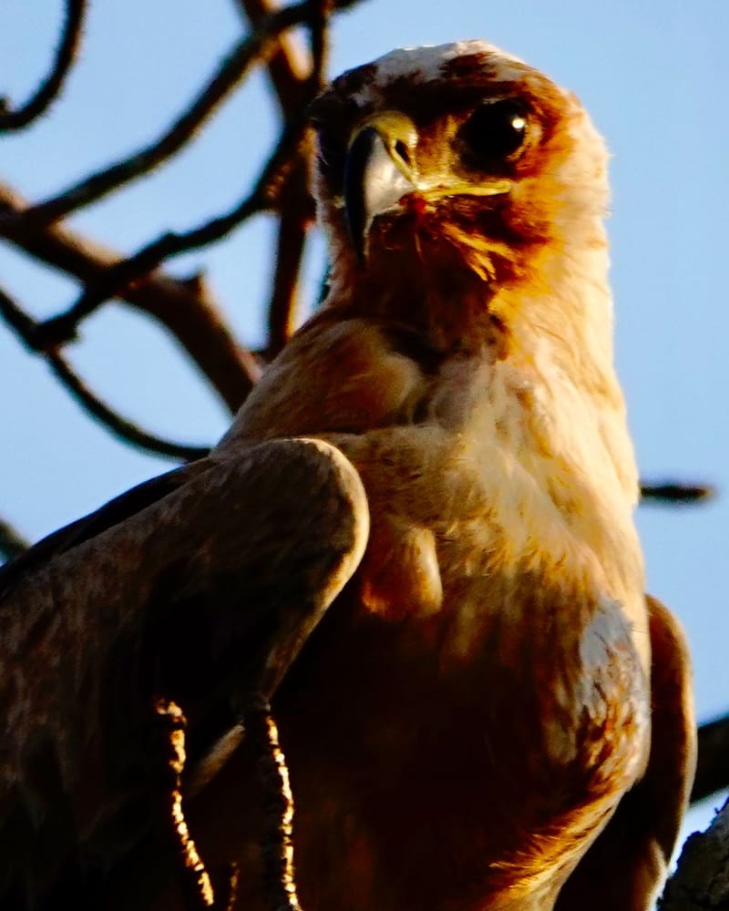 Birdlife Photography