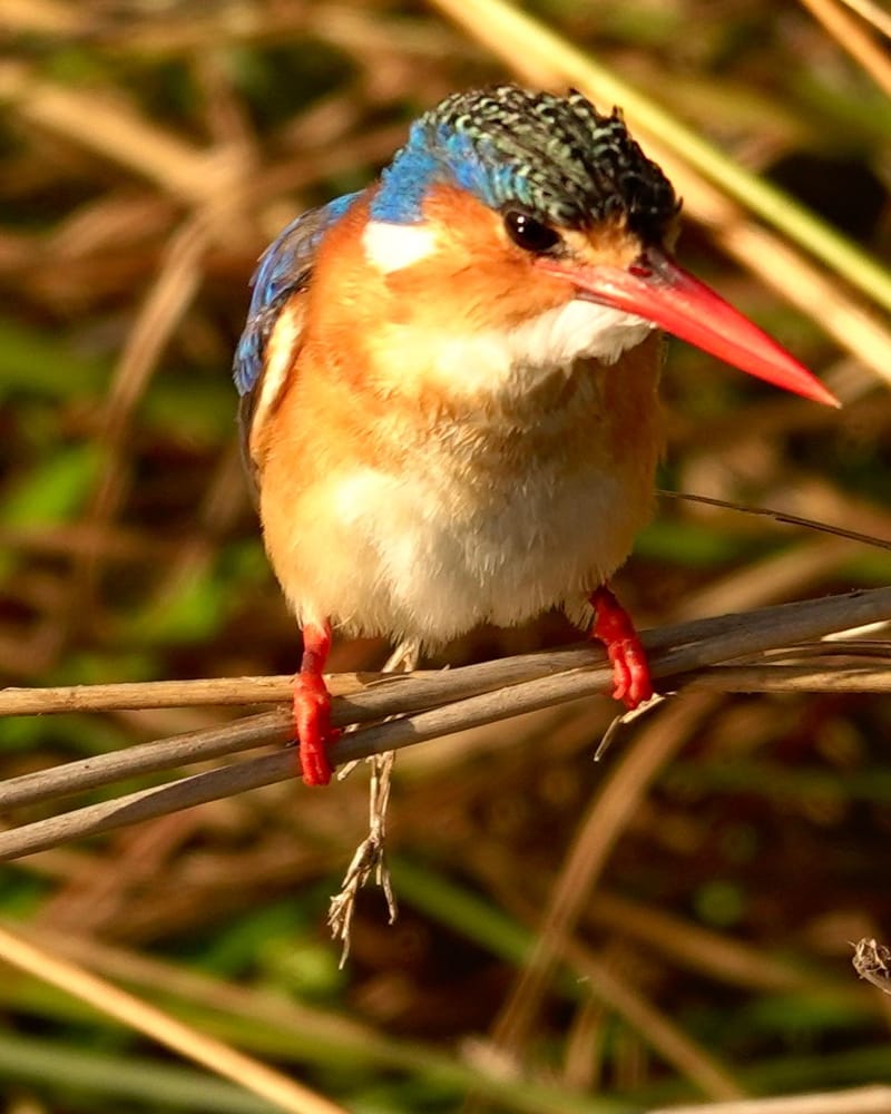 Birdlife Photography