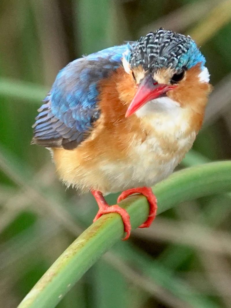 Birdlife Photography