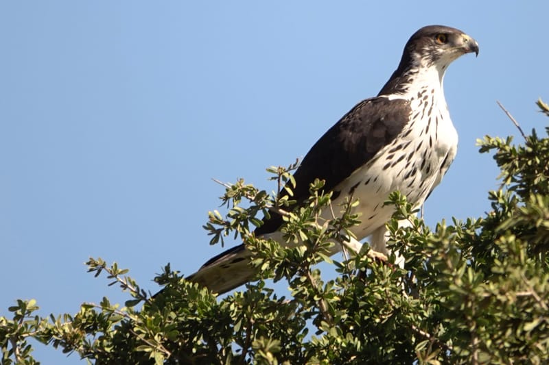 Birdlife Photography