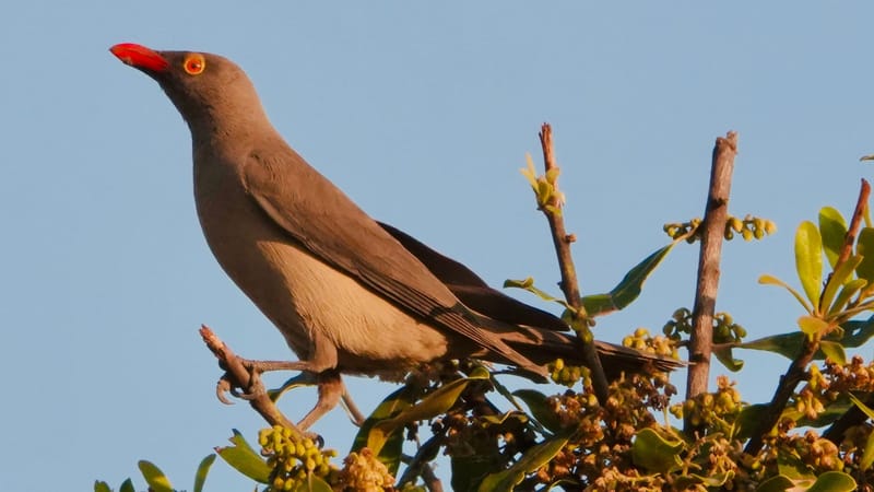 Birdlife Photography