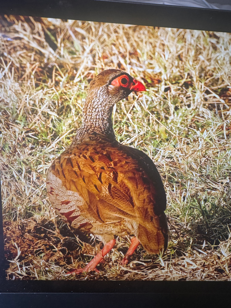 Birdlife Photography