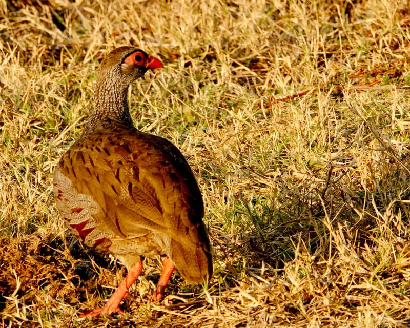 Birdlife Photography