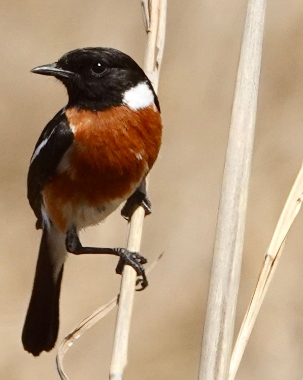 Birdlife Photography