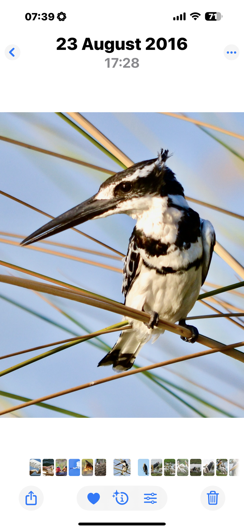 Birdlife Photography