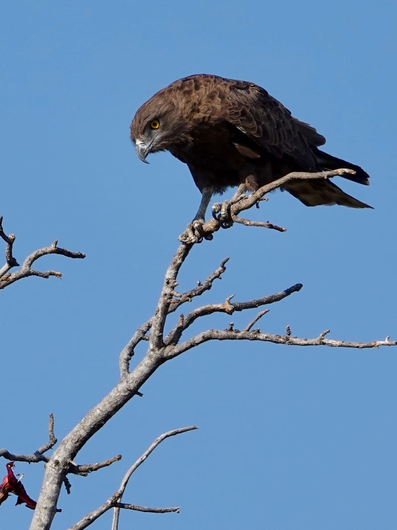 Birdlife Photography