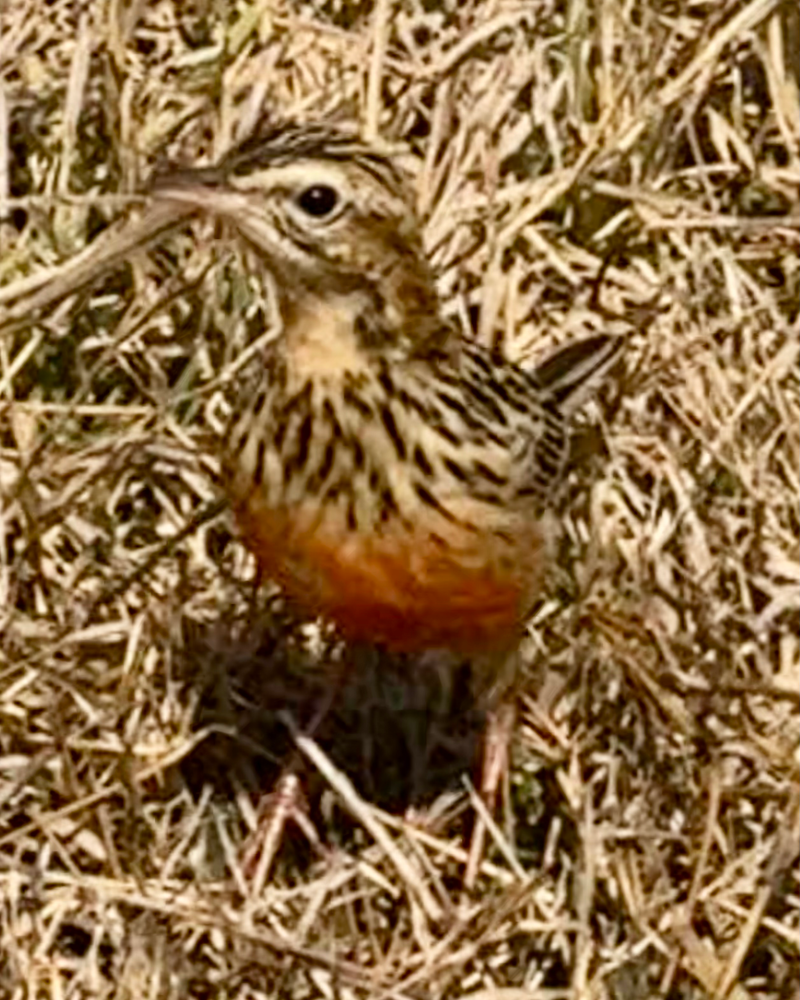 Birdlife Photography