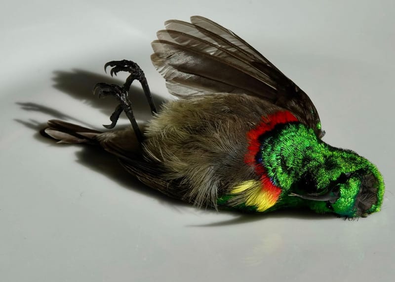 Birdlife Photography