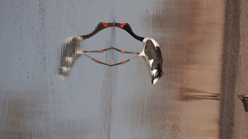 Birdlife Photography