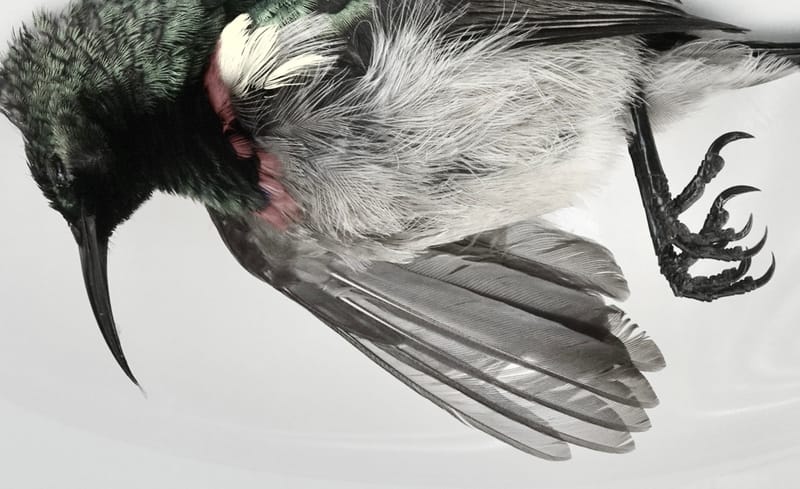 Birdlife Photography