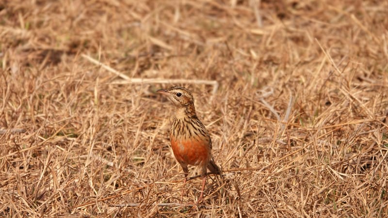 Birdlife Photography