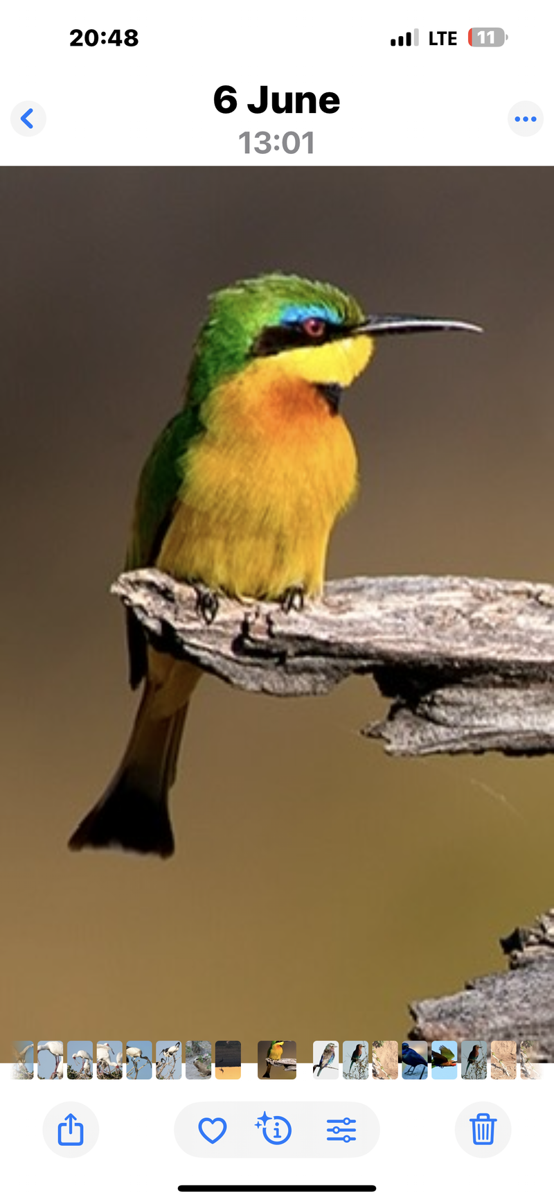 Birdlife Photography