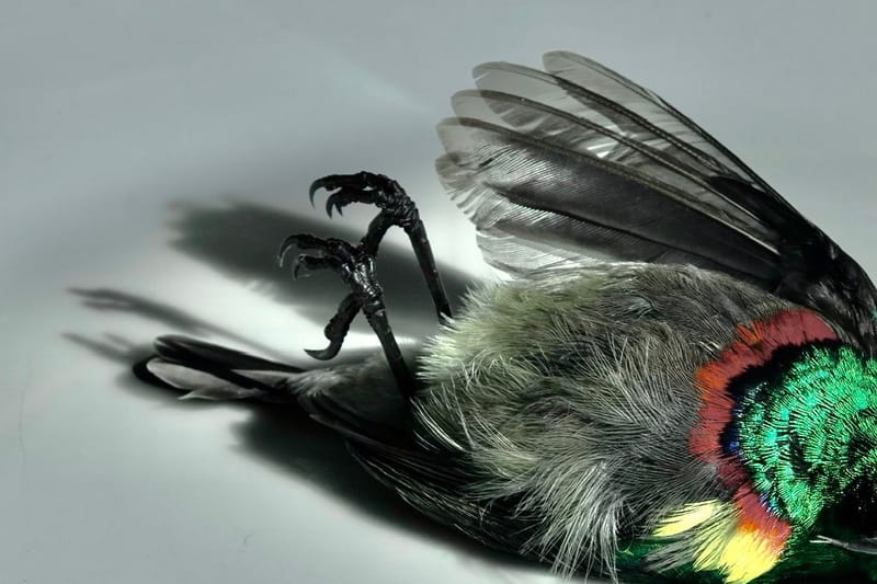 Birdlife Photography