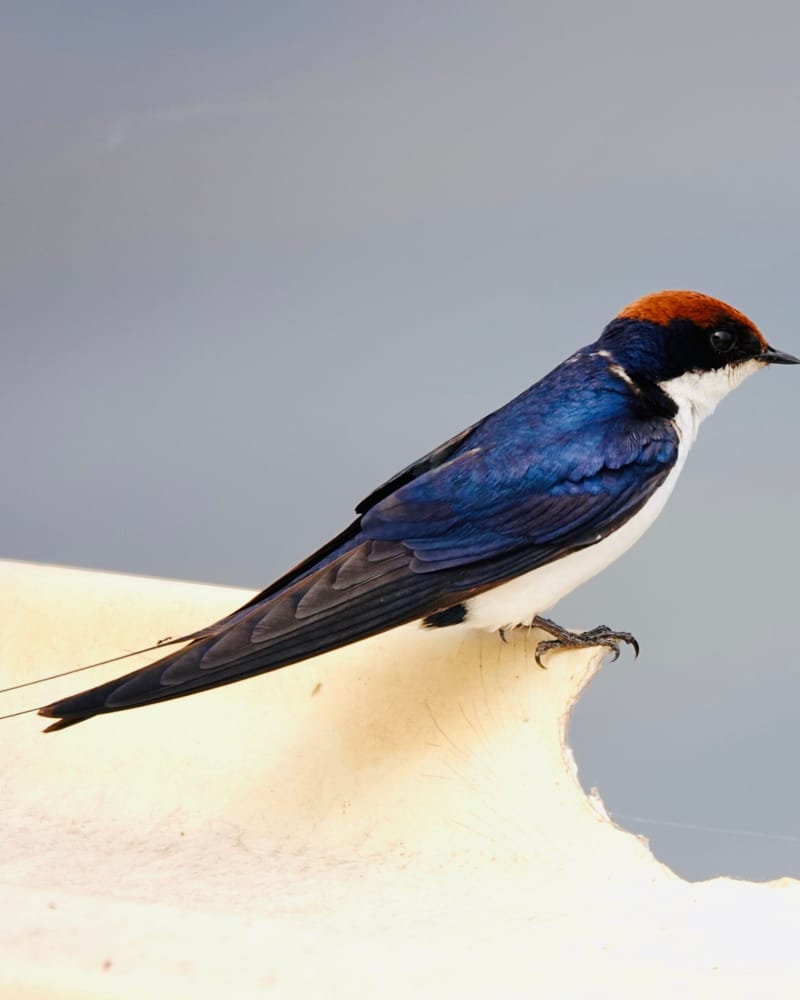 Birdlife Photography