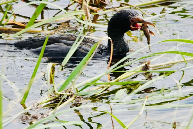 Birdlife Photography