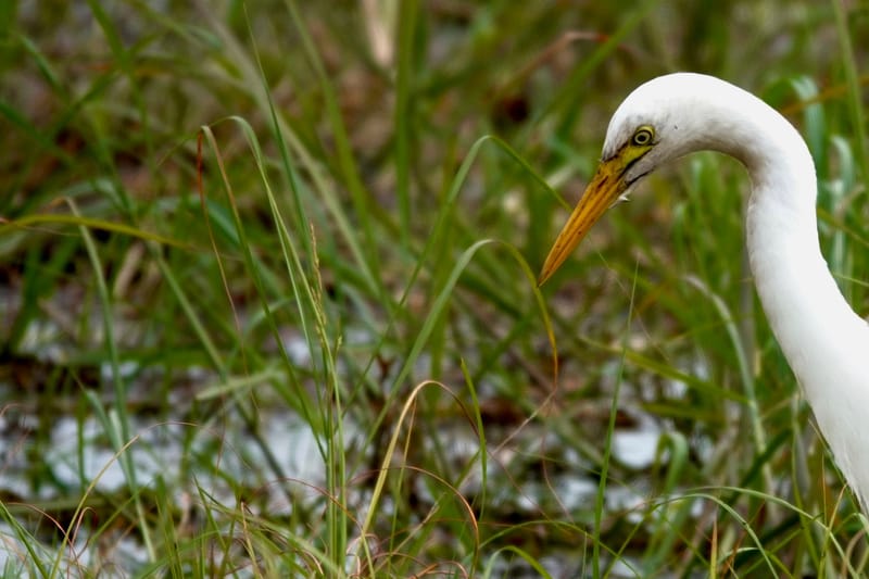Birdlife Photography