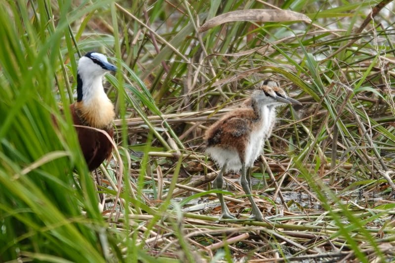 Birdlife Photography