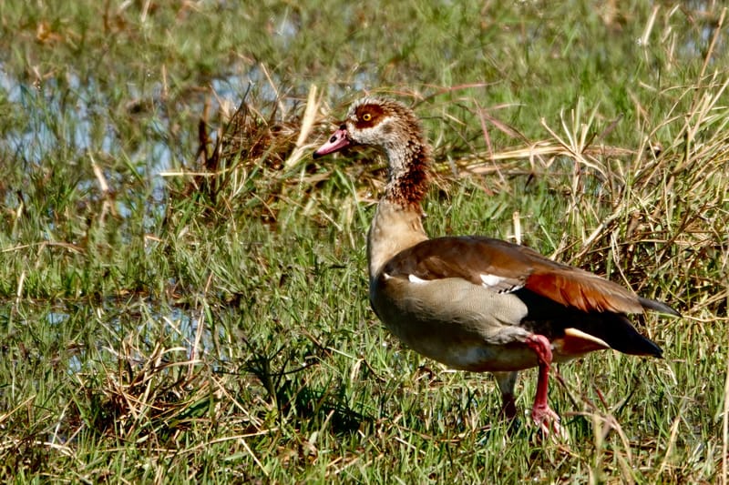 Birdlife Photography