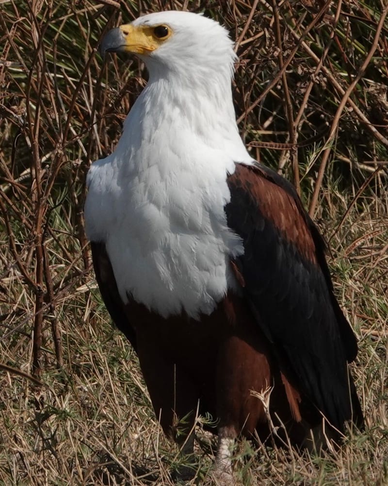 Birdlife Photography