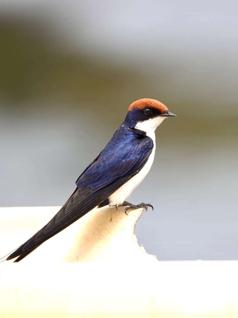 Birdlife Photography