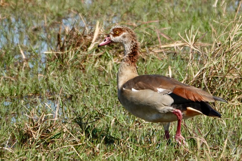 Birdlife Photography