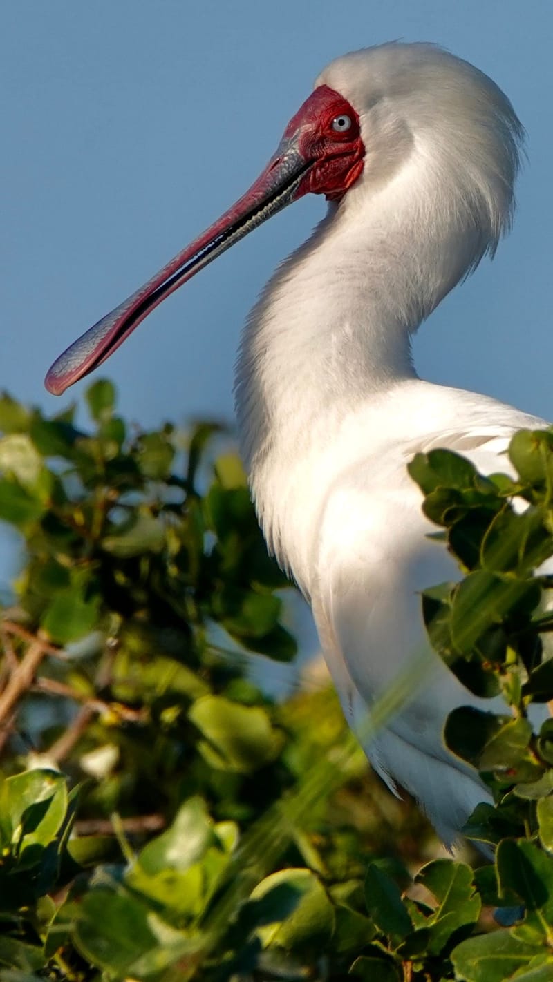 Birdlife Photography