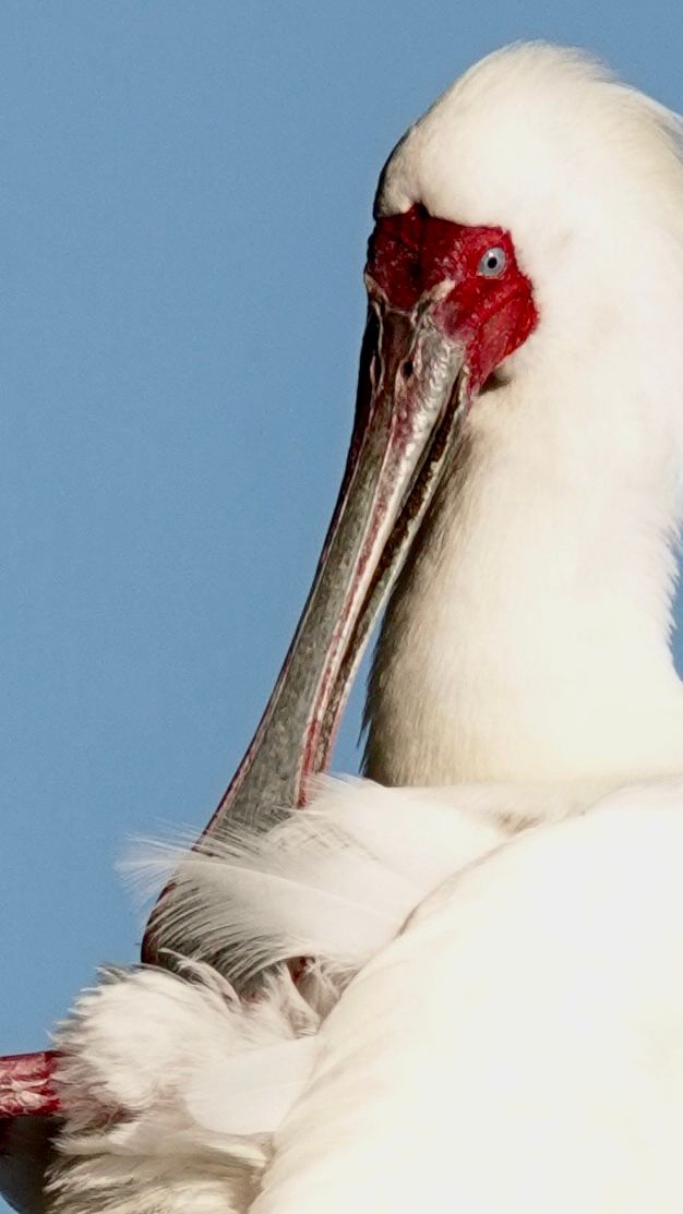 Birdlife Photography