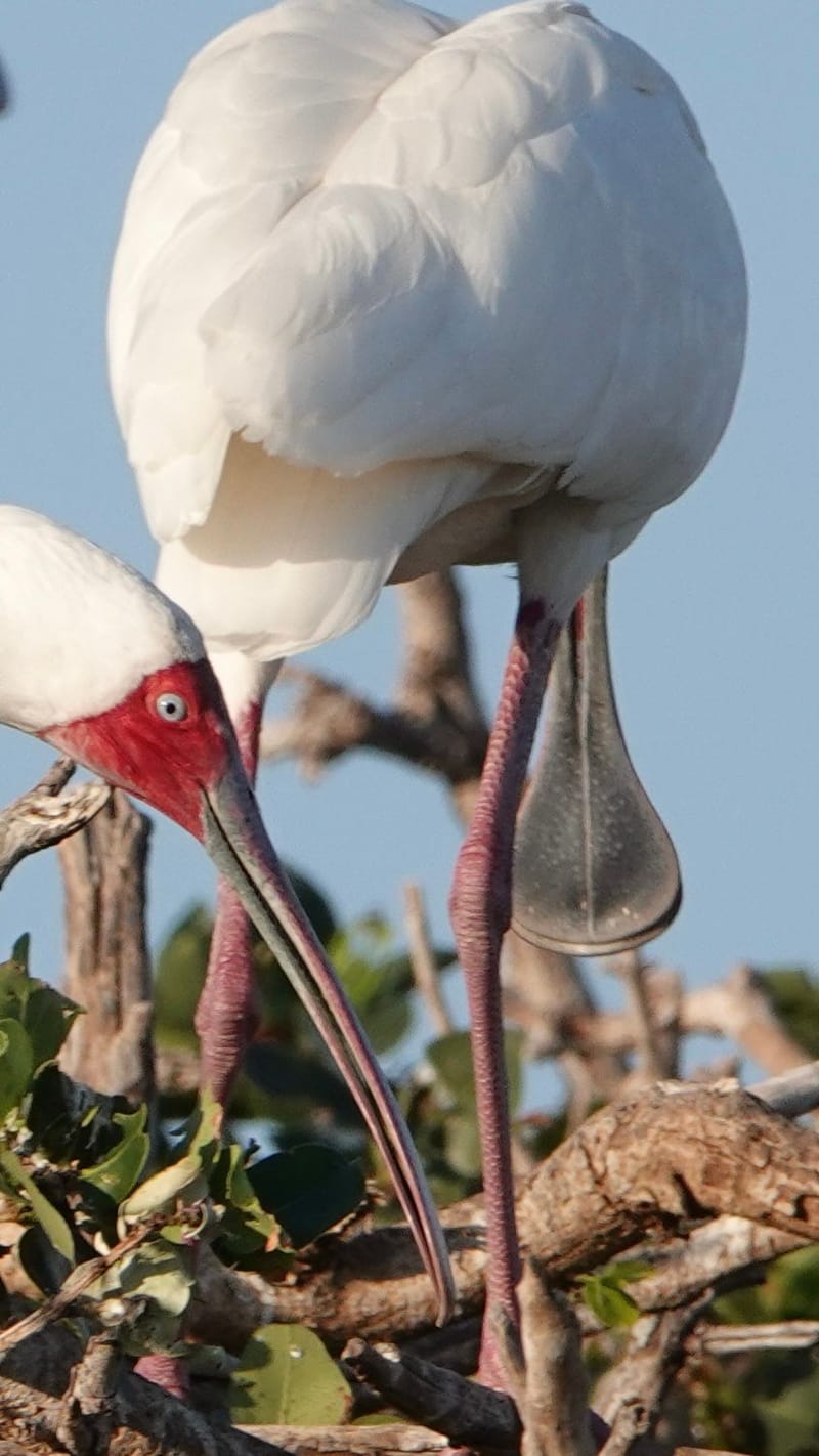 Birdlife Photography