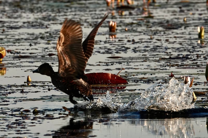 Birdlife Photography