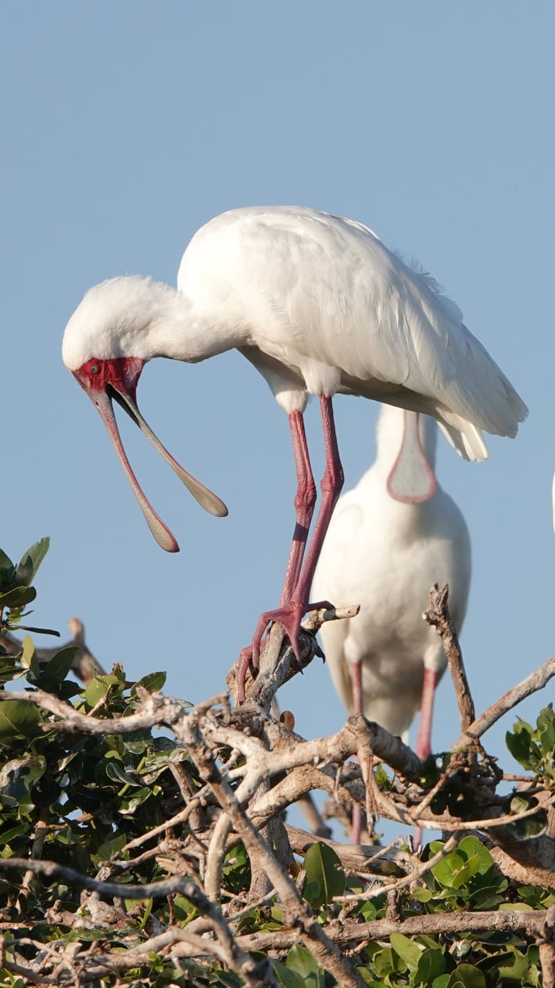 Birdlife Photography