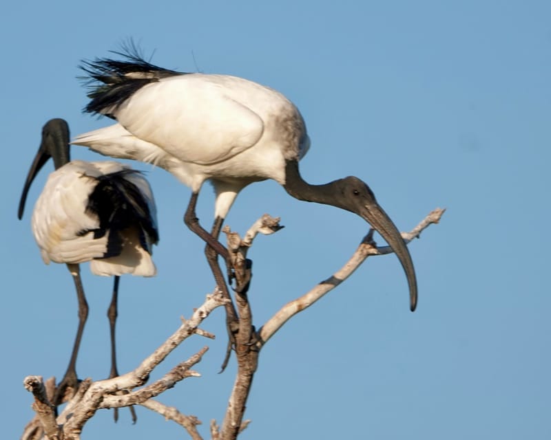 Birdlife Photography