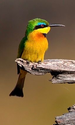 Birdlife Photography