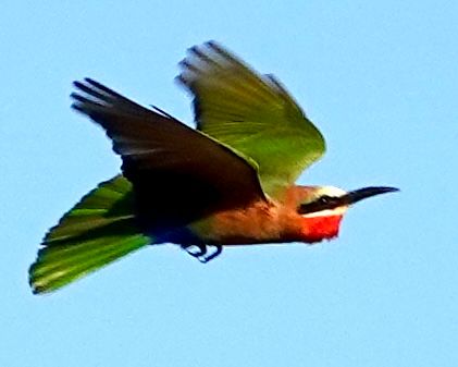 Birdlife Photography