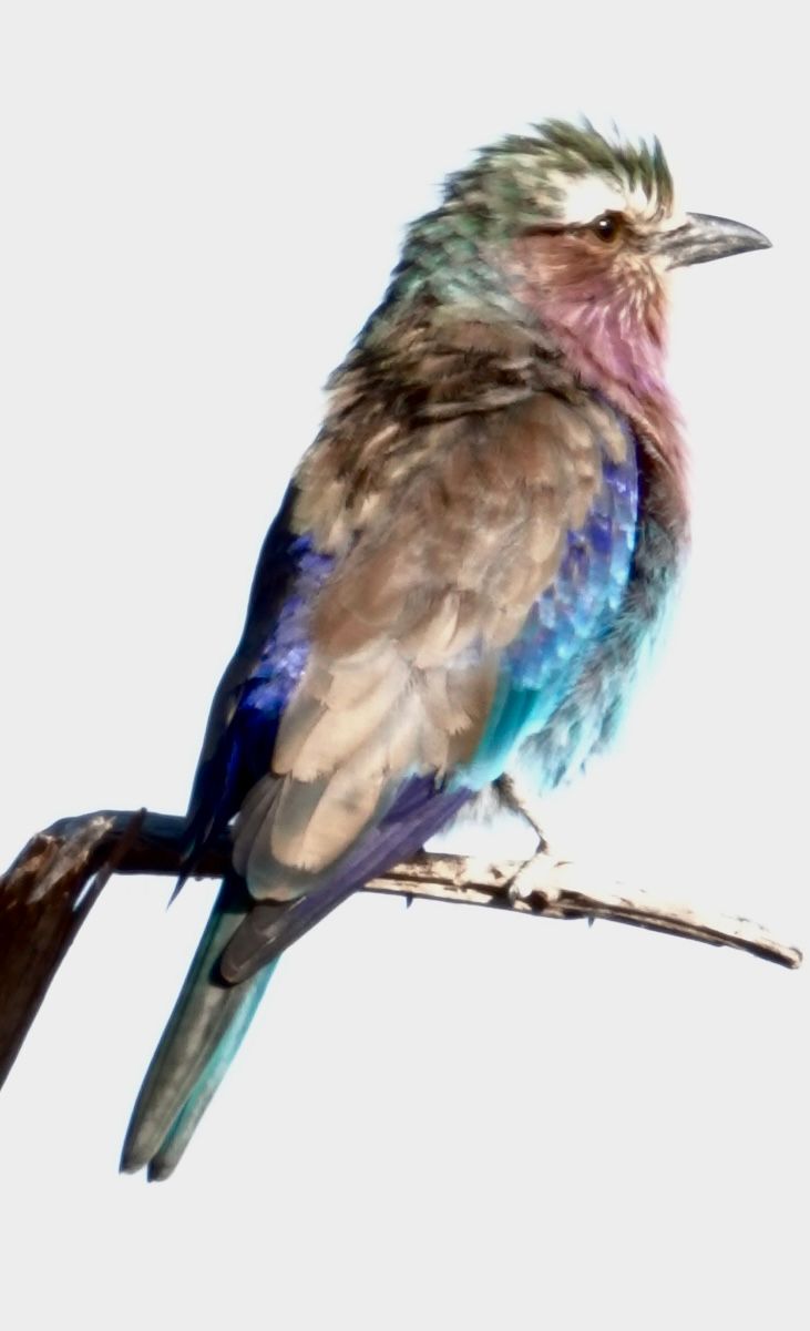 Birdlife Photography