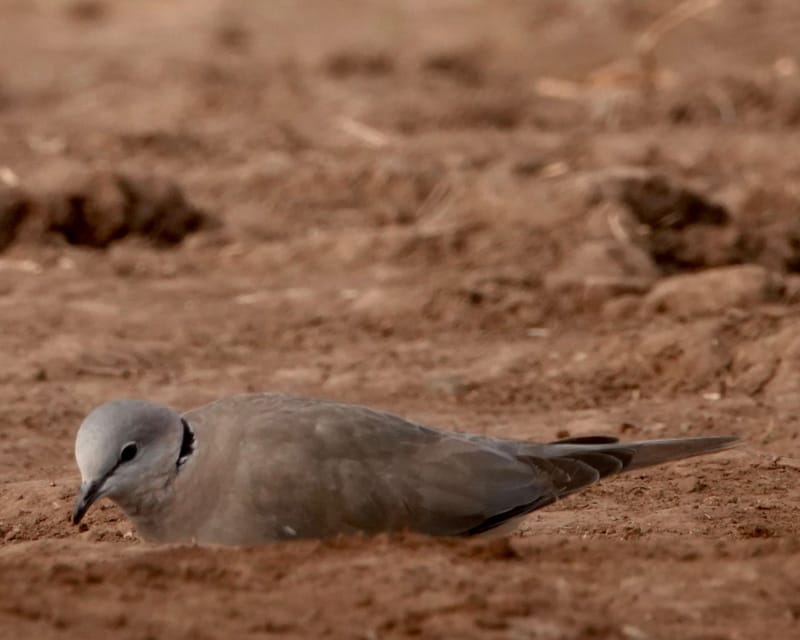 Birdlife Photography
