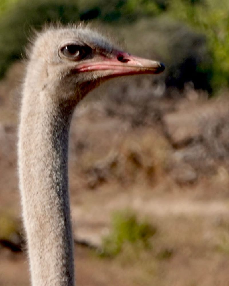 Birdlife Photography