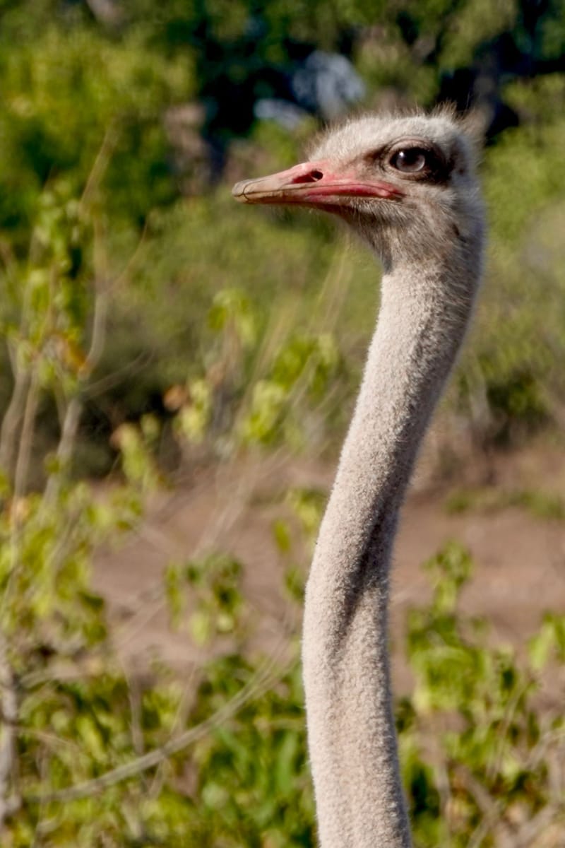 Birdlife Photography