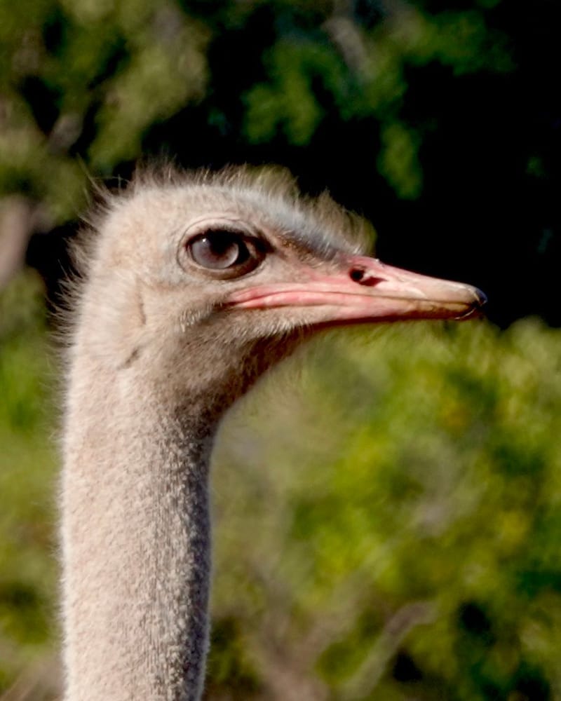 Birdlife Photography