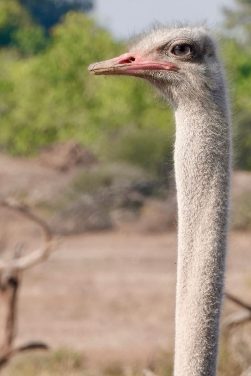 Birdlife Photography