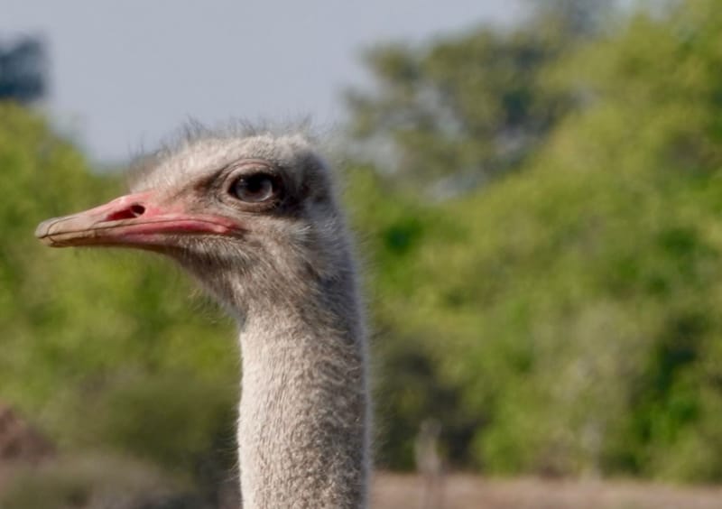 Birdlife Photography