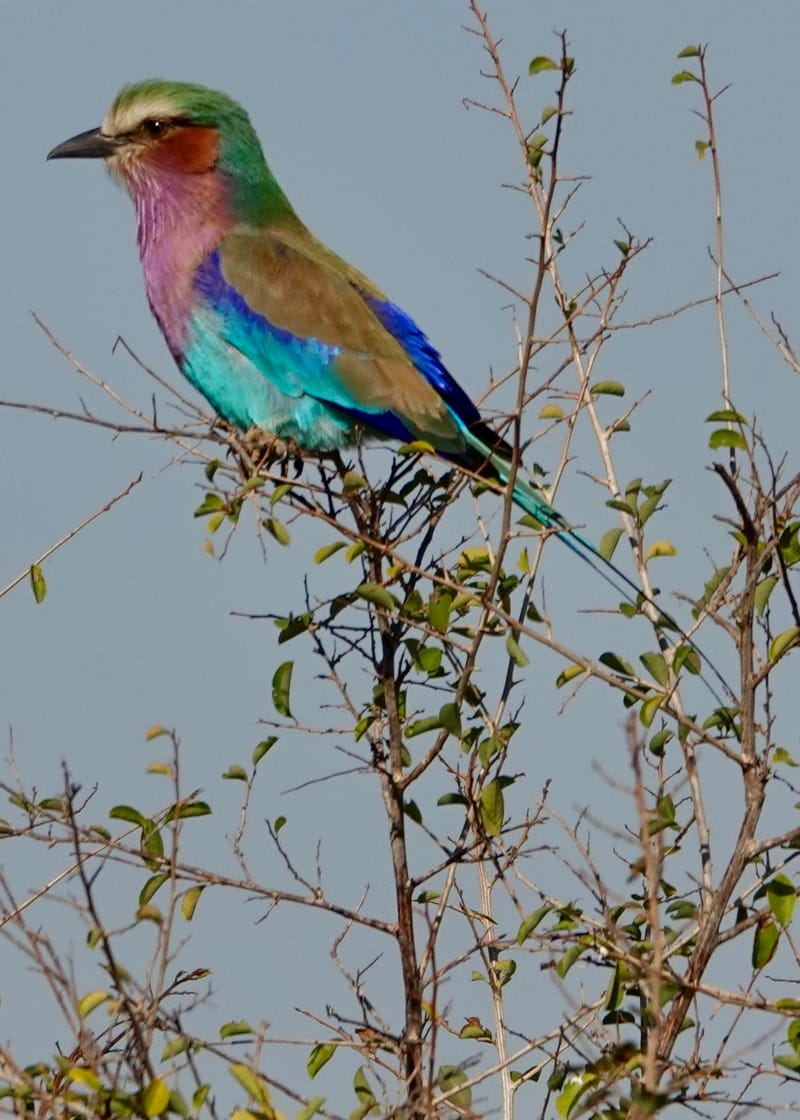 Birdlife Photography