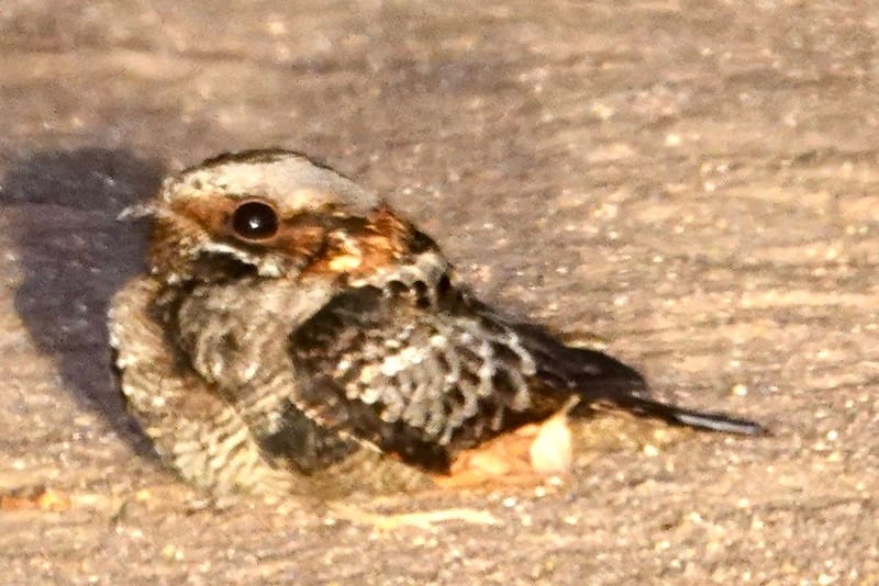 Birdlife Photography