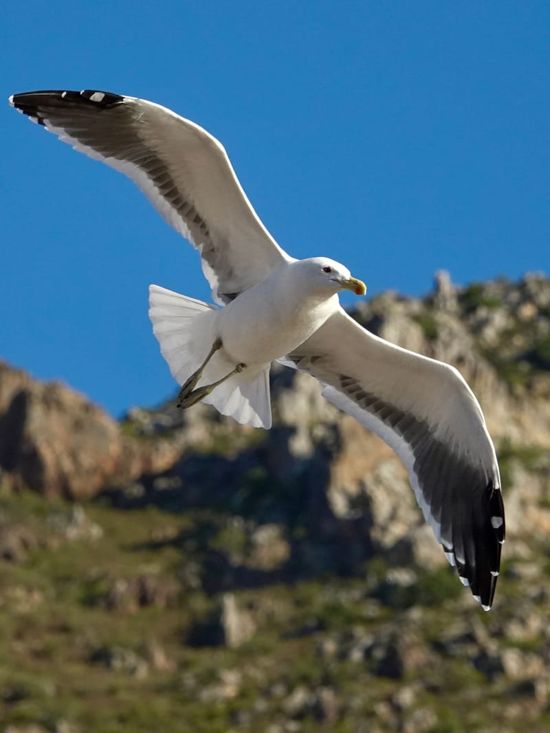 Birdlife Photography