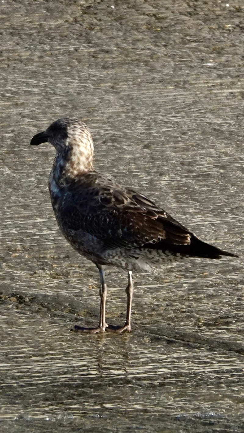 Birdlife Photography