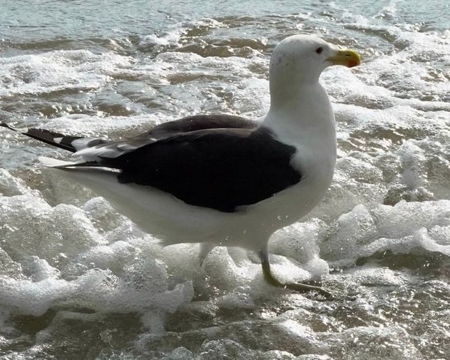 Birdlife Photography