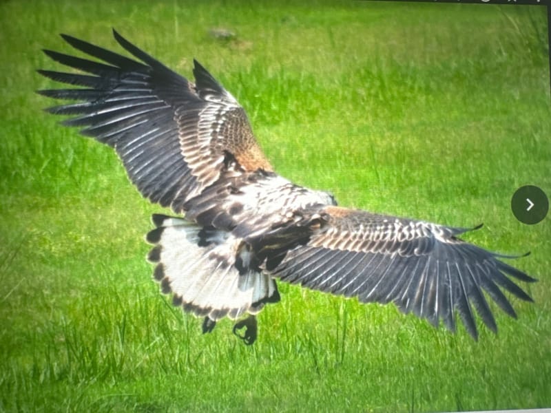 Birdlife Photography